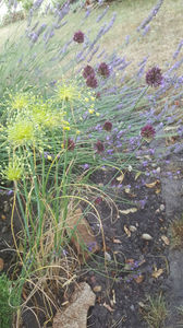 allium flavum-allium sphaerocephalon