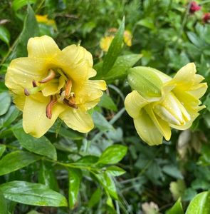 E5109726-0815-4719-8C34-43ACE6AB73C9; Floare balon fata
