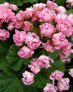 Australian pink rosebud
