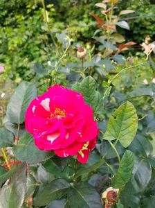 IMG20220704091652