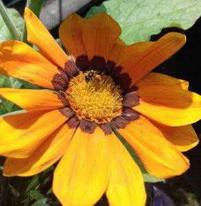 Pentru ca-ti place galbenul❤; Am surprins o albinuta carand sacii cu polen ;)
