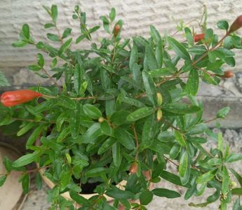 ; Mulțumesc ,Elenaghe!
