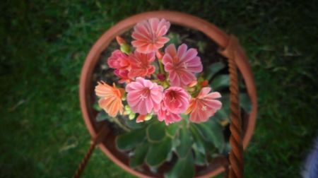 Lewisia cotiledon