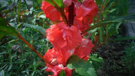 Impatiens balsamina