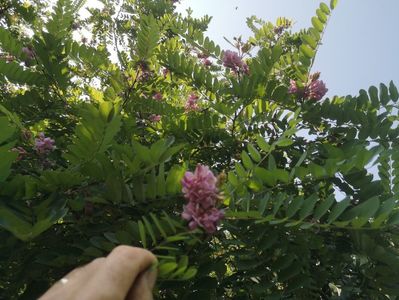 salcam roz 04.07