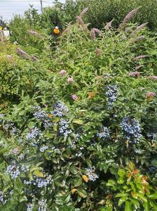 mahonia si buddleja