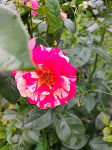 IMG20220706120920