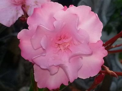 110 eugenia