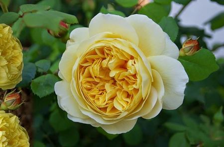 Rosa Charles Darwin (Auspeet)