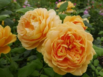 Rosa Golden Celebration (Ausgold)