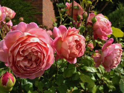 Rosa Jubilee Celebration (Aushunter).