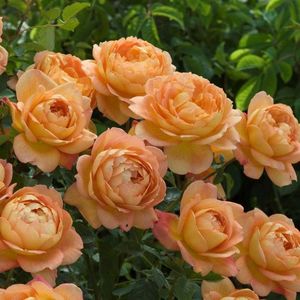 Rosa Lady of Shalott (Ausnyson)