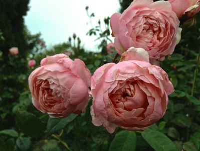 Rosa The Alnwick Rose (Ausgrab)