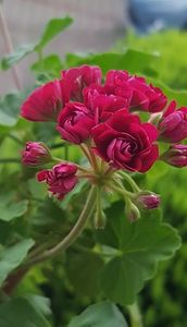Plum Rambler