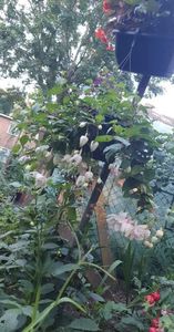 received_2010240285825369