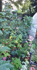 received_2884014545228990