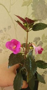 received_475352380978469