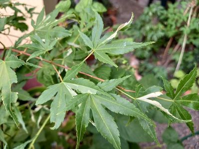 Acer Taiyoh-Nishiki
