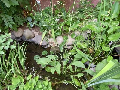 "Alisma plantago-aquatica"