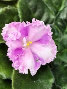 Rosie Ruffles