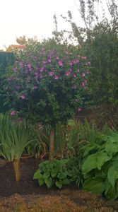 hibiscus syriacus - pink