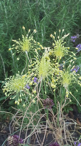 allium flavum