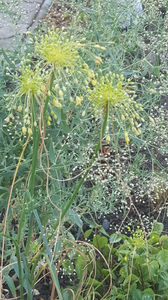 allium flavum