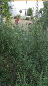 rosmarinus officinalis