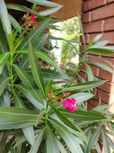 nerium oleander "red"; infloreste prima data la mine
