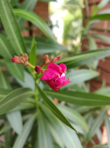 nerium oleander "red"; infloreste prima data la mine
