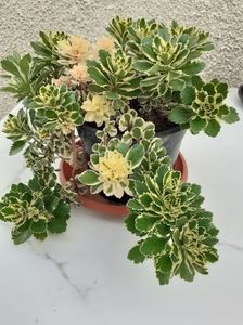 sedum atlantis