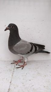 vandut