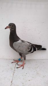 vandut
