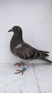 vandut
