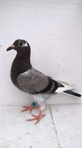 vandut