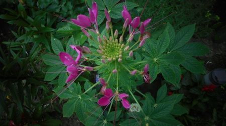 Cleome spinosa