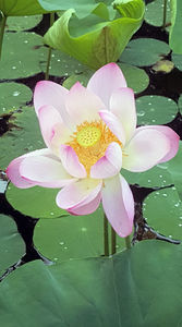 Lotus de Nil - Lotus de India-Nelumbo nucifera; iulie 2022
