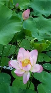 Lotus de Nil - Lotus de India-Nelumbo nucifera; iulie 2022
