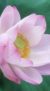 Lotus de Nil - Lotus de India-Nelumbo nucifera; iulie 2022
