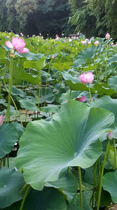 Lotus de Nil - Lotus de India-Nelumbo nucifera; iulie 2022
