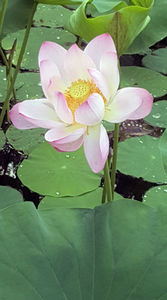 Lotus de Nil - Lotus de India-Nelumbo nucifera