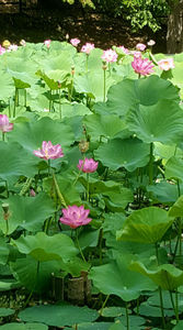 Lotus de Nil - Lotus de India-Nelumbo nucifera; iulie 2022
