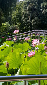 Lotus de Nil - Lotus de India-Nelumbo nucifera; iulie 2022
