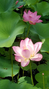 Lotus de Nil - Lotus de India-Nelumbo nucifera; iulie 2022
