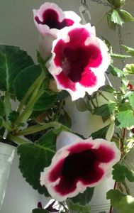 Trei iezi :)) ❤❤❤; Fiecare floare are doar cinci petale...
