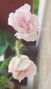 Millfield Rose