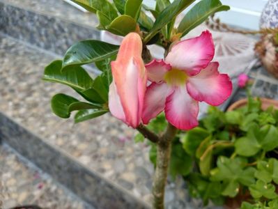 Adenium
