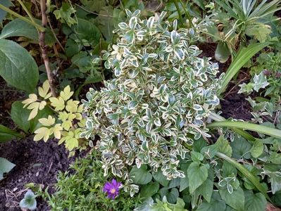 Dicentra "Gold Heart" și Aster novi-belgii "Magic Purple"