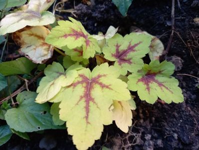 Heucherella "Stoplight"