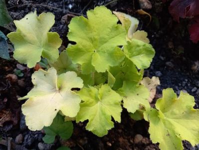 Heucherella "Citronelle"